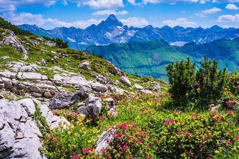 Alpenrozen en de berg Hochvogel van Walter G. Allgöwer