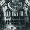 Musée d'histoire naturelle, Londres sur Jonas Röjestål