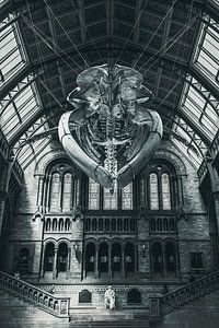 Musée d'histoire naturelle, Londres