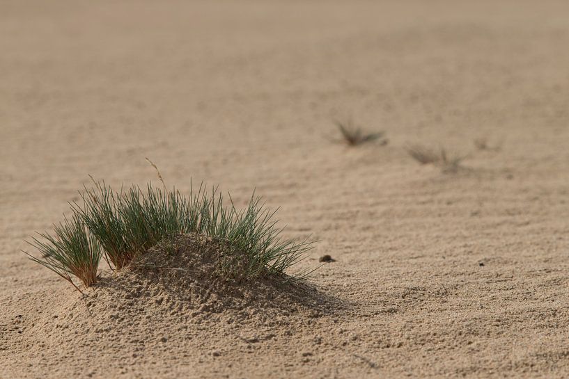 Gras met dauw in de duinen van Jani Moerlands