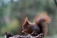 Eichhörnchen von iljan wakker Miniaturansicht