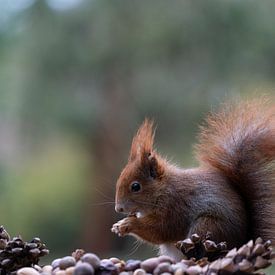 Eichhörnchen von iljan wakker