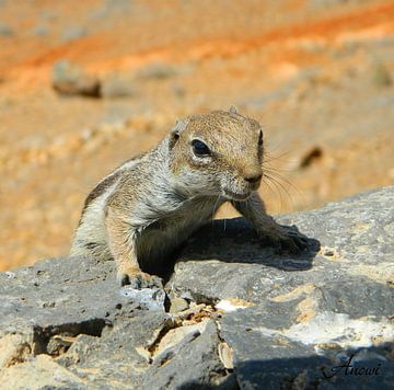 Chipmunk by Iwona Sdunek alias ANOWI