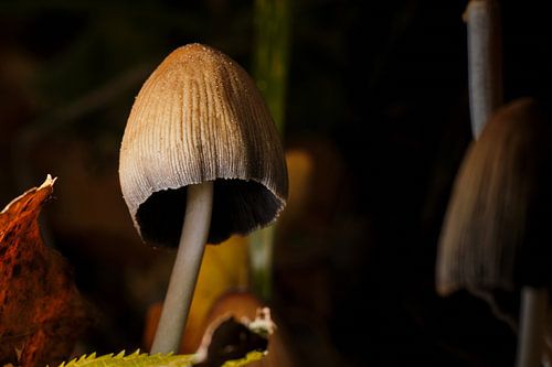 Bezaubernder Herbstpilz