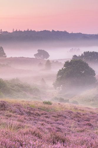 Een mistige ochtend op de heide - verticaal