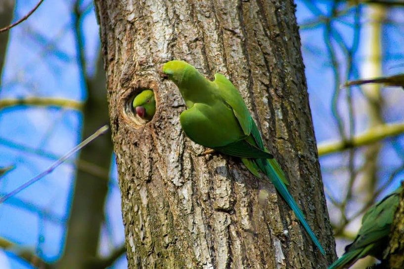Collared Parakeets by DutchRosephotography