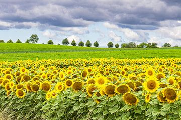 Sonnenblumenfeld zwischen Stäbelow und Clausdorf bei Rostock von Rico Ködder