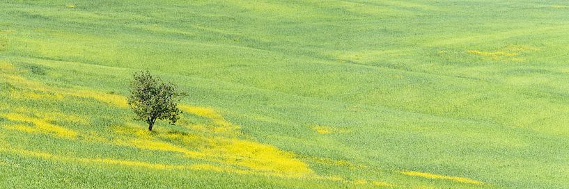 Maulbeerbaum im Frühling von Walter G. Allgöwer