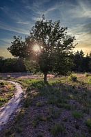 Zonsondergang bos