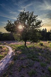 Sunset forest by Tineke Oving