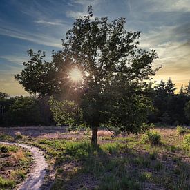 Sonnenuntergang Wald von Tineke Oving