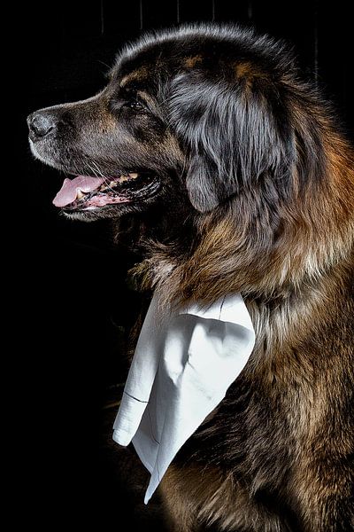 Hund - Lionberger beim Diner von Christine Vesters Fotografie