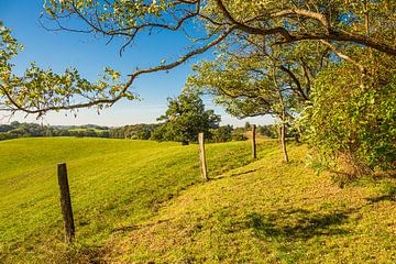 Landschap met weide en bomen bij Hohen Demzin