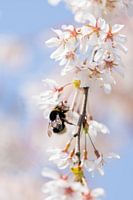 Die Blumen und die Bienen (Hummeln), Frühling.