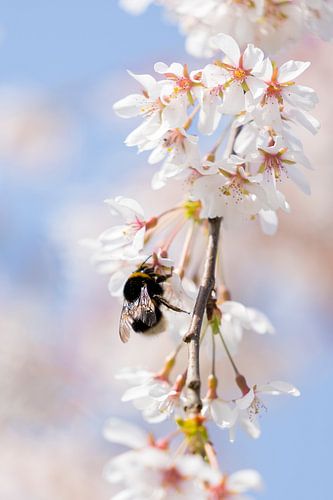Les fleurs et les abeilles (bourdons), le printemps.