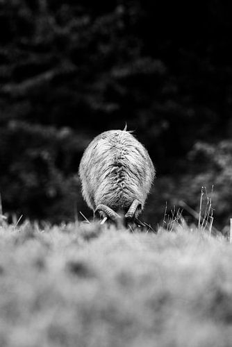 Un moment de paix - Moutons en noir et blanc