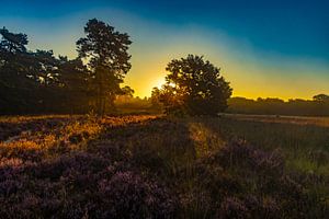 Die Drentse Heide bei Sonnenaufgang