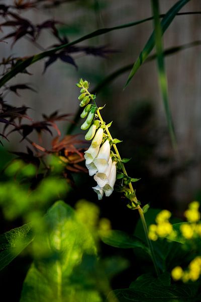 Soleil du soir par Joline Esser