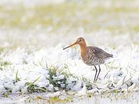 Grutto in besneeuwd polderlandschap