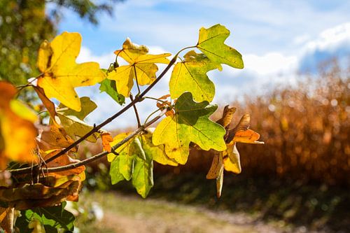 Herfstbladeren