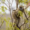 Baviaan in het Kruger National Park van antonvanbeek1957