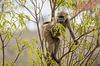 Baviaan in het Kruger National Park van Visueelconcept thumbnail