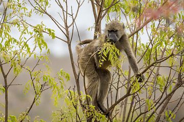 Un babouin dans le parc national Kruger