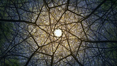 Ein Kaleidoskop aus Bäumen und Ästen von Lucia Leemans