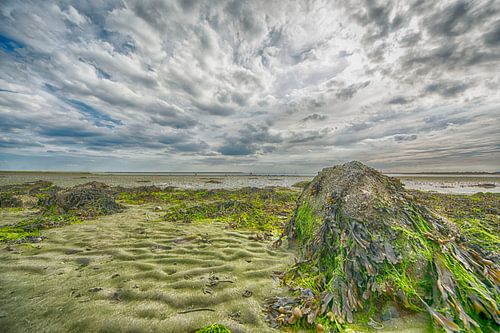 Eb bij de Oosterschelde