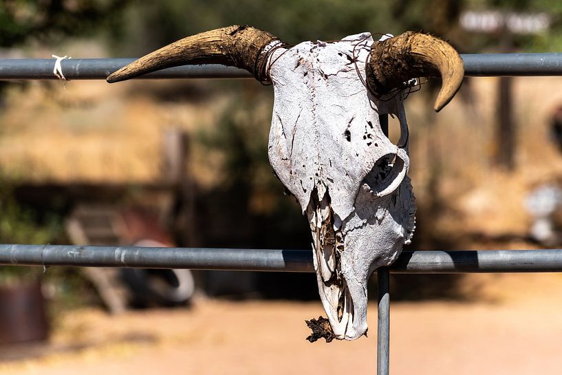 Skull with horns of a dead cow at the fence at the Route 66 in USA by Dieter Walther