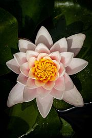 Water lily at its finest by Toon Verdonck