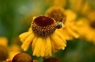 Die Blume und die Biene von Sabine Claus Miniaturansicht