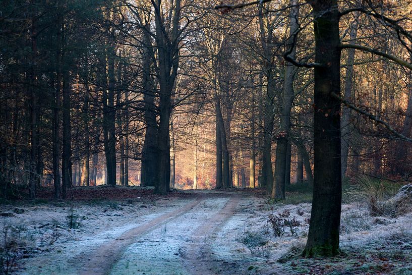 Bevroren bos by Evert Jan Kip