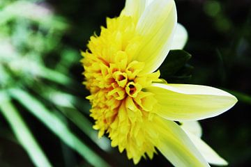 Yellow Flower