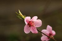 Peach blossom