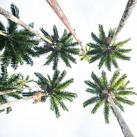 Jardim Botanico do Rio de Janeiro von Kaj Hendriks