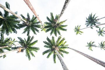 Palmbomen in de Botanische tuinen van Rio de Janeiro van Kaj Hendriks