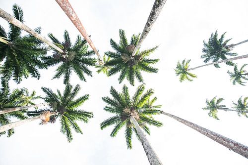 Jardim Botanico do Rio de Janeiro sur Kaj Hendriks