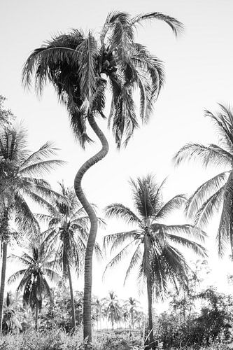 Palmen in Mexiko - Urlaub - Karibik - Palmtrees at the Beach in Mexico - Palmtree
