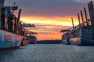 Géants des mers - réunis dans le port