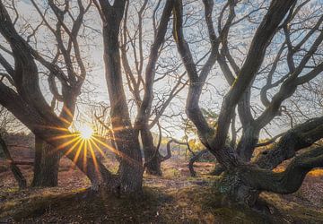 Ondergrondse groei van Loris Photography