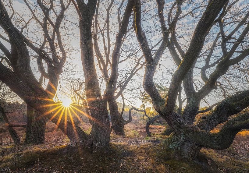 Unterirdisches Wachstum von Loris Photography