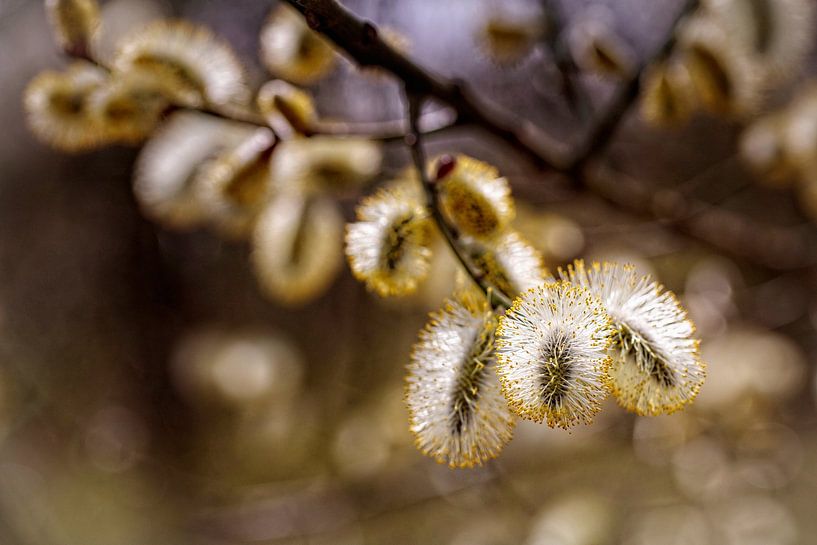 Willowcats by Rob Boon