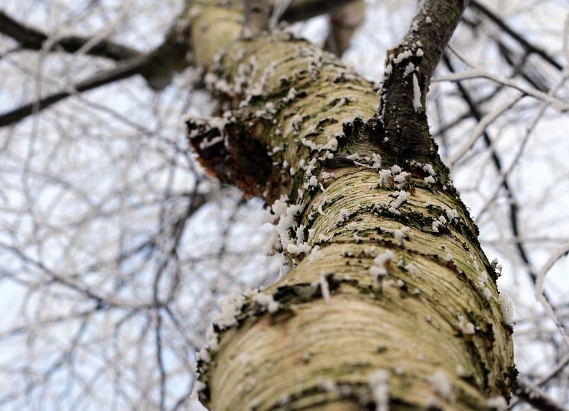 Boom in het bos by Corry Husada-Ghesquiere