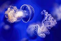 Colors of the sea - Blue tip jellyfish