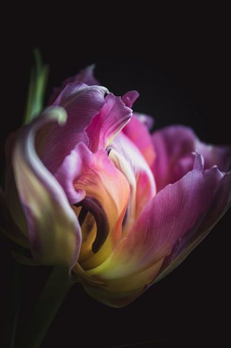 Elegante Tulpe