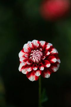 Prachtige dahlia van Thomas Jäger