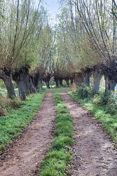 A deserted path by Sarineke Daane