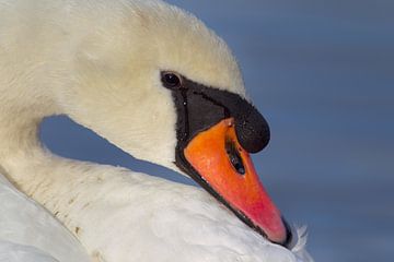 Mute Swan (Cygnus olor) by Dirk Rüter