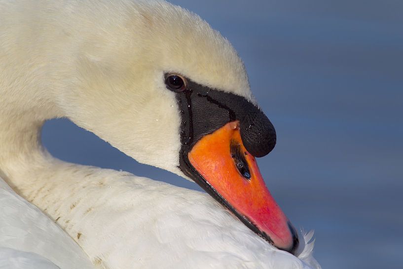 Höckerschwans (Cygnus olor) von Dirk Rüter